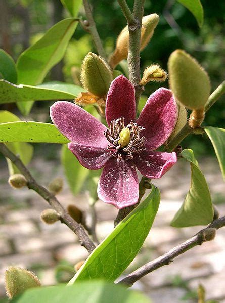 含笑花 花期|【植物界全系列】木兰科—木兰亚科（下）：含笑花